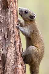 Squirrel perched on a tree.