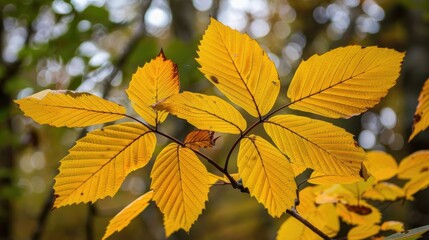 Fototapeta premium Yellow chestnut tree leaves in autumn on a branch are prominent in the foreground
