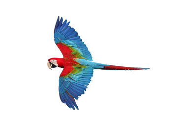 Colorful flying Green Wing Macaw parrot isolated on transparent background png file