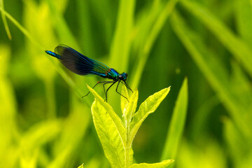 Gebänderte Prachtlibelle