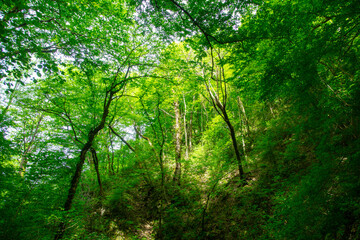 Fototapeta premium Green trees in the forest in summer