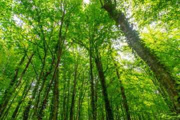 Green trees in the forest in summer