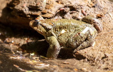 Close up portrait of a frog in the wild