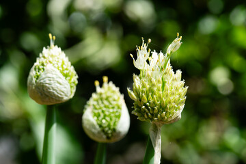 Schnittlauch Allium schoenoprasum aus dem Hausgarten