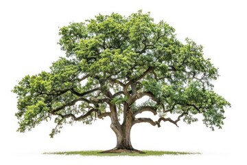 A solitary oak tree with sprawling branches and lush green leaves isolated on a white background