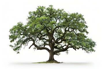A solitary oak tree with sprawling branches and lush green leaves isolated on a white background