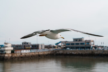 seagull in flight