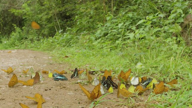 Group of butterflies on the ground and flying in nature. Butterflies swarm eats minerals at Ban Krang Camp, Kaeng Krachan National Park at Thailand.