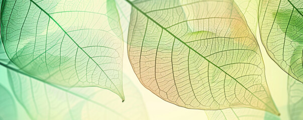 Leaf skeleton background. Abstract background in soft pastel colors with rengen amazing nature lines, nature concept.