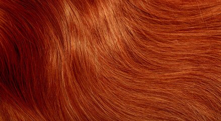 Red hair close-up as a background. Women's long orange hair. Beautifully styled wavy shiny curls. Hair coloring bright shades. Hairdressing procedures, extension.