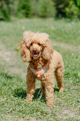 red poodle walks in park with owner, red dog standing on green grass, tongue out, dogwalking concept, vertical