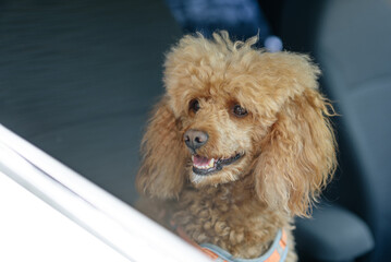 red poodle sits in white car with owner, red dog looking outside frow open window, tongue out, dog traveling concept
