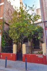 Naklejka premium old house in spain with a lemon tree covering the whole facade