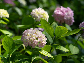 鮮やかな紫陽花が咲く植物園の風景