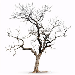 Obraz premium Dead tree isolated on white background