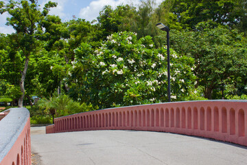 landscape in the garden