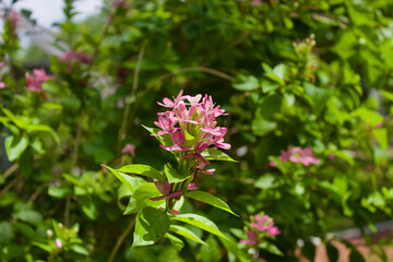 pink flowers in the garden