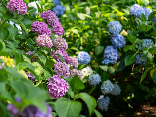 鮮やかな紫陽花が咲く植物園の風景