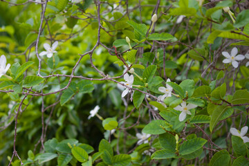 white flowers and green leaves in the garden