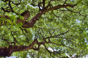 Fototapeta premium tree in the park
