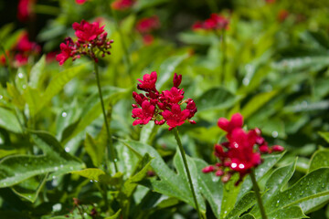 red flowers in the garden