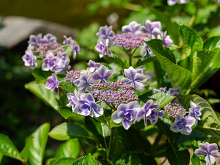 美しい額紫陽花の花