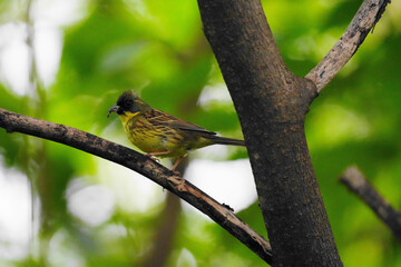 枝に止まるアオジの幼鳥