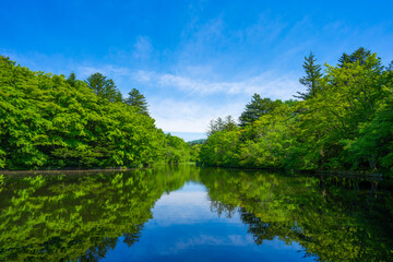 軽井沢の雲場池