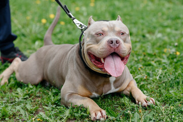 American Bully walks in park with owner, brown dog lying on green grass, tongue out, dogwalking...