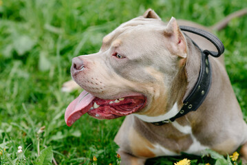 American Bully walks in park with owner, brown dog lying on green grass, tongue out, close-up view of muzzle, dogwalking concept