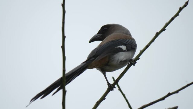 Himalayan Treepie Peached on Tree Branch, Taiwan Birding, Low Angle View