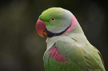 The Alexandrine Parakeet also known as Alexandrine Parrot is a medium-sized parrot. It is native to South and Southeast Asia and are also commonly seen at parks and zoos.