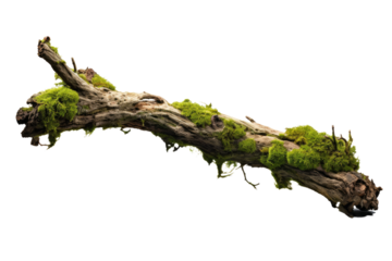 Whispers of Nature: A Dance of Moss and Branch on a Clear PNG or White Background.