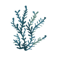 Blue algae in watercolor. Hand drawn botanical vector illustration.