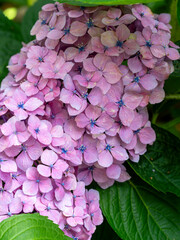 鮮やかな紫陽花の花