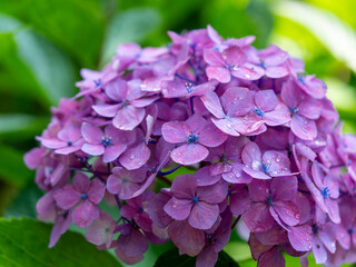 鮮やかな紫陽花の花