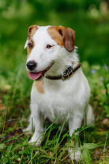 Jack Russell Terrier walks in park with owner, white dog with brown ears sitting on green grass, tongue out, dogwalking concept, vertical