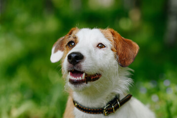 Jack Russell Terrier walks in park with owner, white dog with brown ears sitting on green grass,...