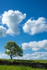 Obraz premium photograph of the irish countryside with blue sky and white clouds, a dry stone wall in front of it leading to an isolated tree on flat green grassland.