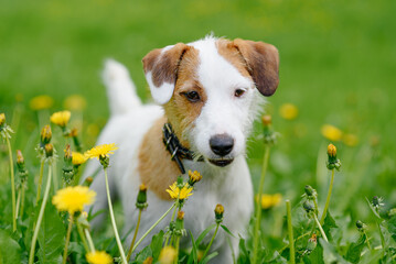 Jack Russell Terrier walks in park with owner, white dog with brown ears walking in green grass among dandelion flowers, dogwalking concept