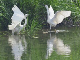 土器川の白鷺　香川県丸亀市7