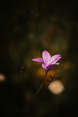 Violet flower