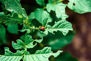 The Colorado potato beetle on potato leaves destroys potato plants.