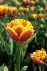 Tulipa spp. double tardive 'Bonanza', Tulipe