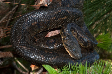Boa de Madagascar, Acrantophis  madagascariensis, Madagascar