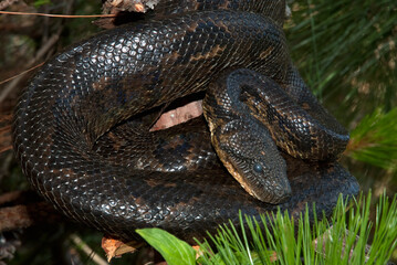 Boa de Madagascar, Acrantophis  madagascariensis, Madagascar
