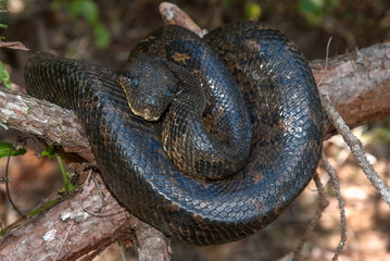 Obraz premium Boa de Madagascar, Acrantophis madagascariensis, Madagascar