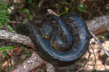 Boa de Madagascar, Acrantophis  madagascariensis, Madagascar