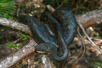 Boa de Madagascar, Acrantophis  madagascariensis, Madagascar