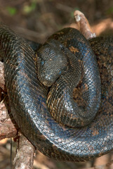 Obraz premium Boa de Madagascar, Acrantophis madagascariensis, Madagascar